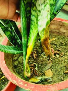 How to Revive a Rotted Snake Plant?