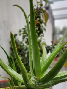 Aloe vera