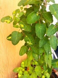 fungus in tulsi plant