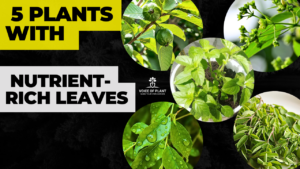 5 Plants for their Beneficial Leaves (Ayurvedic)