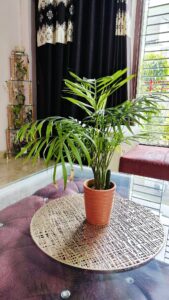 Where to Place Areca Palm for Healthy Growth