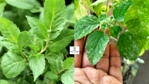 How to Treat Powdery Mildew on Tulsi (Holy basil) leaves