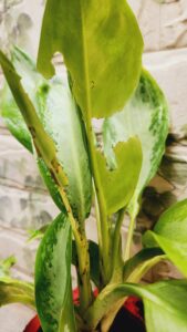 blanket worm insect on Aglaonema plant