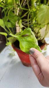 blanket insect on money plant