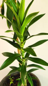 Dracaena