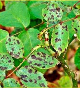 Treat Black Spot on Rose Leaves