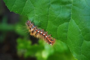 blanket worm insect on plant leaf