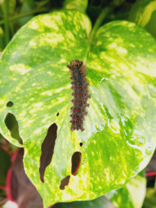 blanket worm insect