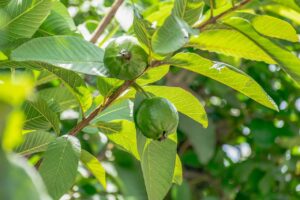 Guava plant