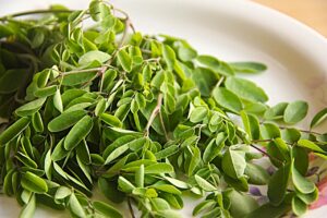 Moringa leaves