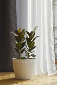 Rubber plant in bright light area