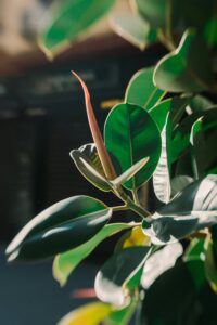 rubber plant in bright light