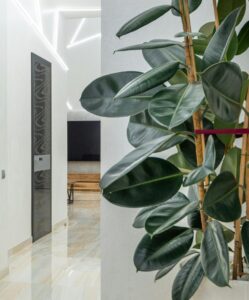 Rubber plant indoor home