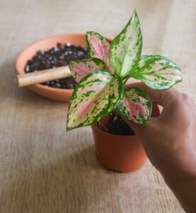 How to Care for Aglaonema Plants: Complete Indoor Plant Guide