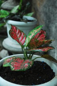 How to Make Aglaonema Bushy