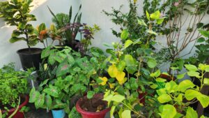 Tips to grow healthy plants at home