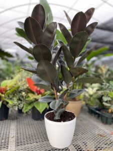 Is Rubber Plant an Indoor or Outdoor Plant?