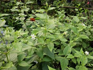 Harsringar flowering