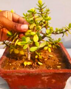 5 Mistakes That Can Kill Your Jade Plant