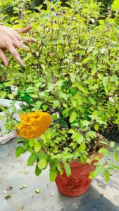 Benefits of Adding Turmeric to Tulsi (Holy basil) Plant