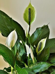 Peace Lily is Easy To Care