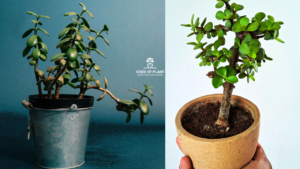 Difference Between the Jade Plant and Crassula Ovata