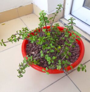 jade plant dull