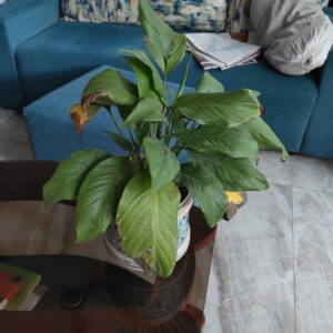 peace lily dull leaves