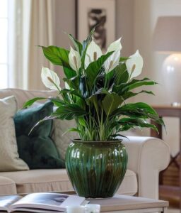 How to Care Peace Lily in the Winter Season