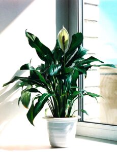 Does the Peace Lily Need Direct Sunlight to Grow?