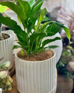 peace lily pot