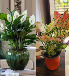 Peace Lily vs Aglaonema: Which Plant Is Best for Beginners?