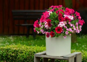 Petunia flower