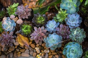 succulents care