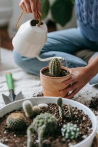 watering succulent