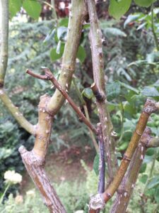 rose dieback stem