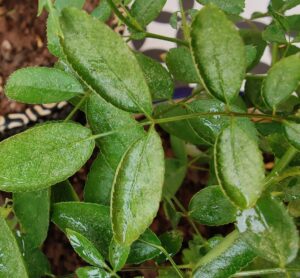 Leaf Curl in Rose Plant Treatment