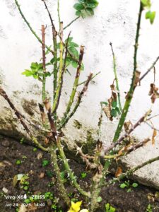 rose stem black dieback