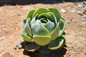 succulent soil