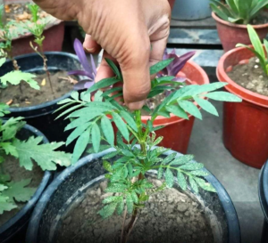 Pinching of Marigold Plant