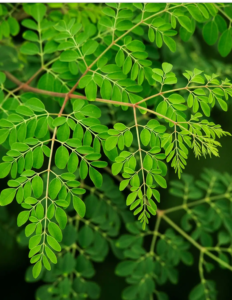 Drumstick Leaves