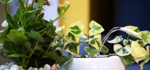 watering indoor plant