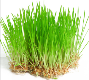 Wheatgrass