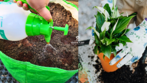 Best Soil Mixture for Peace Lily Plant