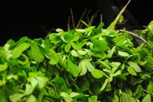 fenugreek leaves