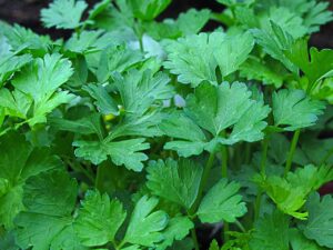 Parsley leaves