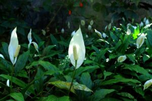 Does Peace Lily Really Love Moist Soil?