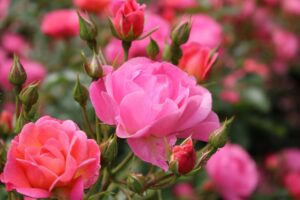 Best Fertilizers for Rose Plants