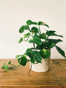 Money plant indoor