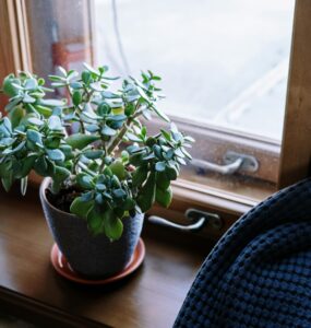 Jade plant